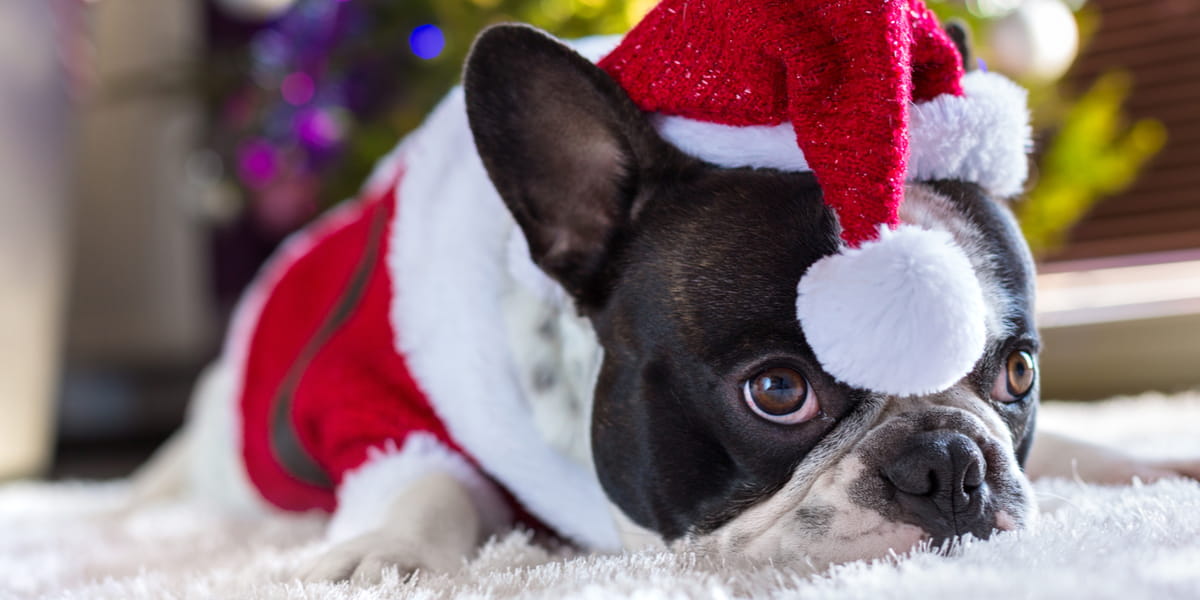 Pet Photos